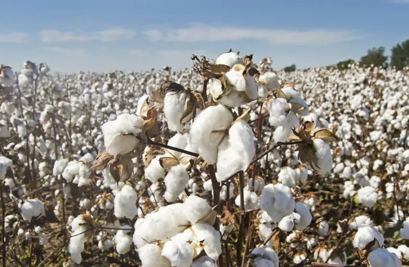 How is Cotton Made into Fabric? Unveiling the Process in 6 Fascinating Steps