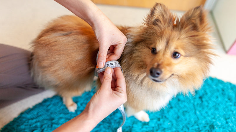 How to Measure a Dog for Clothes: A Comprehensive Approach