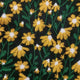 Black(yellow daisy)